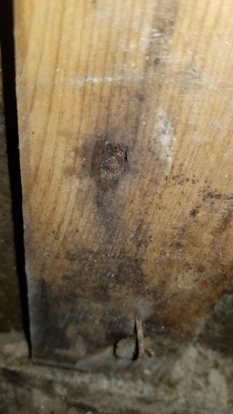 Mold Remediation
