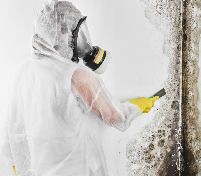 Mold Removal Services Mold Removal Services