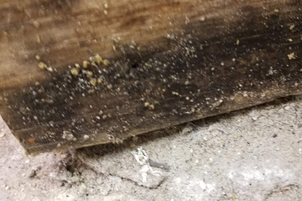 Mold Prevention Services