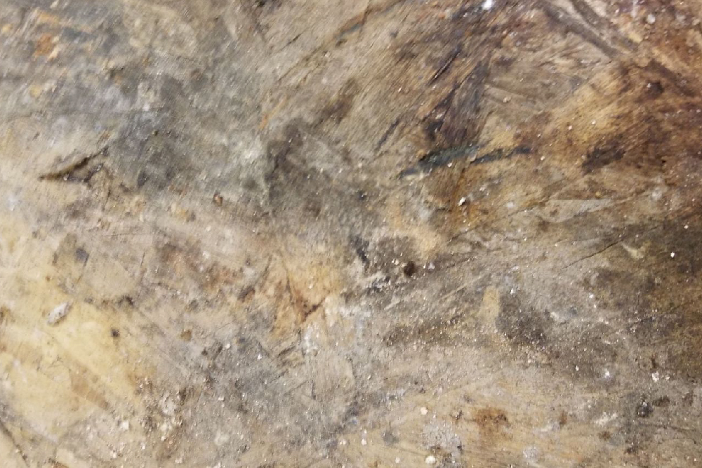 Mold Removal Services