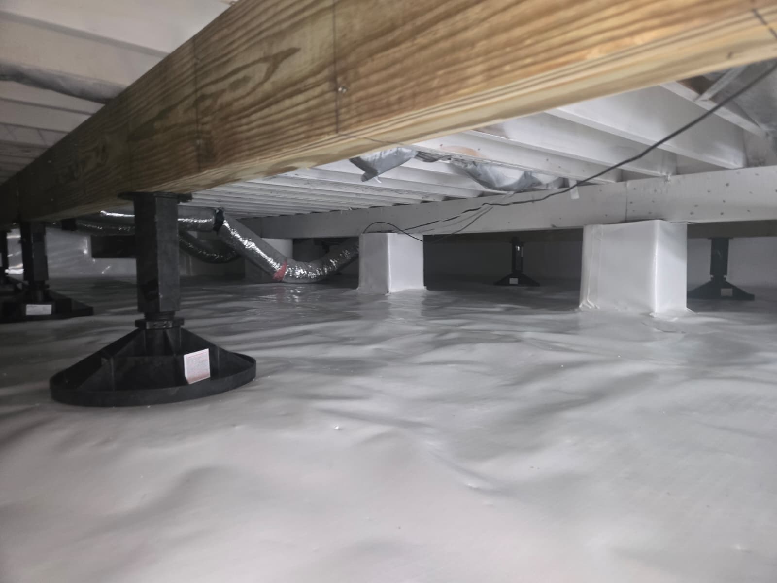 Mold Detection