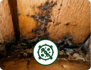 Mold Remediation